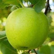 Саджанець Яблуня Мутсу (Кріспін) в контейнері